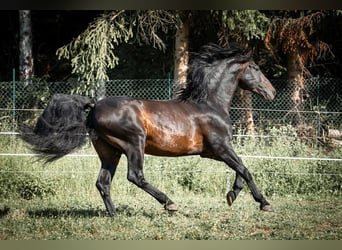 PRE, Stallion, 14 years, 16 hh, Bay-Dark