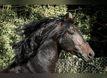 PRE, Stallion, 14 years, 16 hh, Bay-Dark