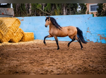 PRE, Stallion, 14 years, 16 hh, Dun