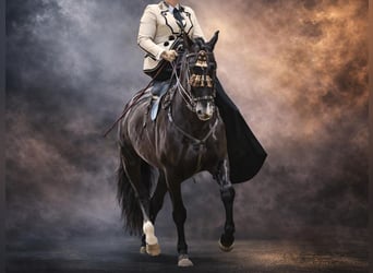 PRE Mix, Stallion, 14 years, 16,1 hh, Black