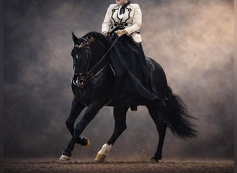 PRE Mix, Stallion, 14 years, 16,1 hh, Black