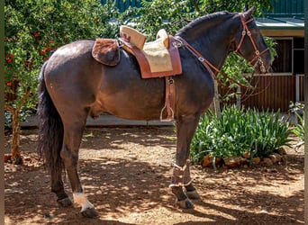 PRE Mix, Stallion, 14 years, 16,1 hh, Black