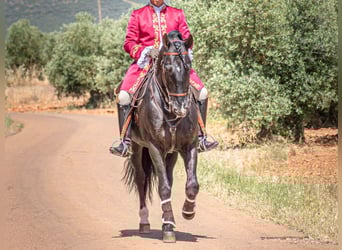 PRE Mix, Stallion, 14 years, 16,1 hh, Black