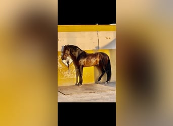 PRE, Stallion, 14 years, 17,2 hh, Bay-Dark