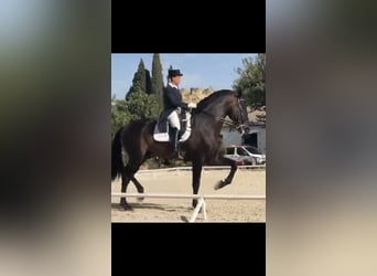 PRE, Stallion, 14 years, 17,2 hh, Bay-Dark