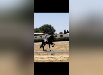 PRE, Stallion, 14 years, 17,2 hh, Bay-Dark