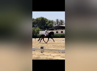 PRE, Stallion, 14 years, 17,2 hh, Bay-Dark