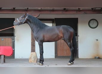 PRE, Stallion, 14 years, Bay-Dark