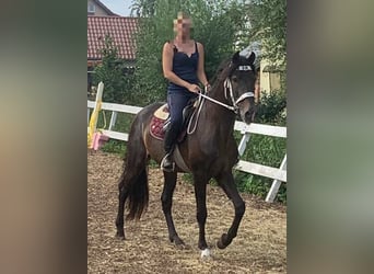 PRE Mix, Stallion, 15 years, 15.2 hh, Bay-Dark