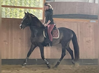 PRE Mix, Stallion, 15 years, 15,2 hh, Dun
