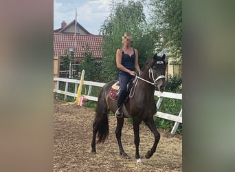 PRE Mix, Stallion, 15 years, 15,2 hh, Dun