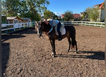 PRE Mix, Stallion, 15 years, 15,2 hh, Dun