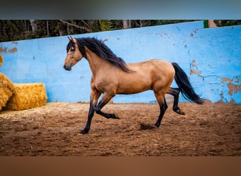 PRE, Stallion, 15 years, 16 hh, Dun