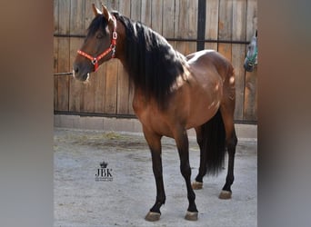 PRE Mix, Stallion, 15 years, 16,1 hh, Brown