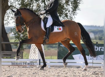 PRE Mix, Stallion, 15 years, 16,2 hh, Brown