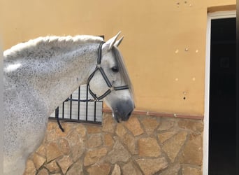 PRE Mix, Stallion, 15 years, 16,2 hh, Grey-Dapple