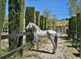 PRE, Stallion, 16 years, 15.2 hh, Grey