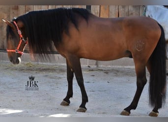 PRE, Stallion, 16 years, 16.1 hh, Brown