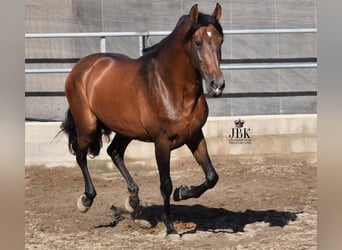 PRE, Stallion, 16 years, 16.1 hh, Brown