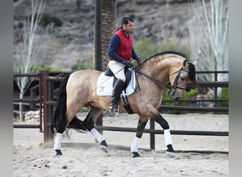 PRE, Stallion, 16 years, 16.1 hh, Dun