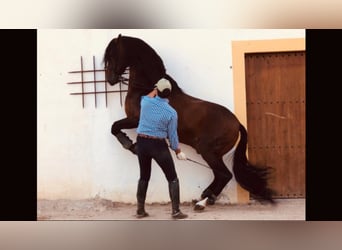 PRE, Stallion, 16 years, 16 hh, Bay