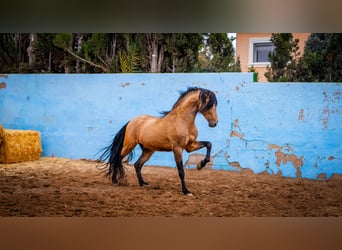 PRE, Stallion, 16 years, 16 hh, Dun