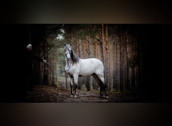 PRE, Stallion, 16 years, 16 hh, Gray-Fleabitten