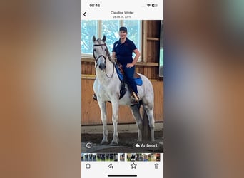 PRE, Stallion, 16 years, 16 hh, Gray-Fleabitten