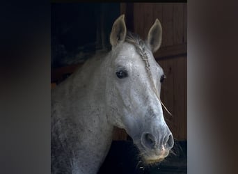 PRE, Stallion, 16 years, 16 hh, Gray-Fleabitten