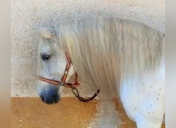 PRE Mix, Stallion, 16 years, 16 hh, Grey PRE Mix, Stallion, 16 years, 16 hh, Grey