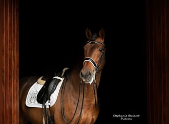 PRE Mix, Stallion, 16 years, 17 hh, Brown