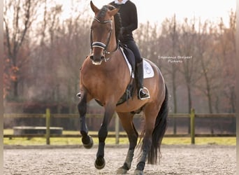 PRE Mix, Stallion, 16 years, 17 hh, Brown