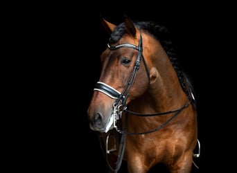 PRE Mix, Stallion, 16 years, 17 hh, Brown