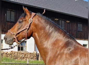 PRE Mix, Stallion, 17 years, 15.2 hh, Brown PRE Mix, Stallion, 17 years, 15.2 hh, Brown