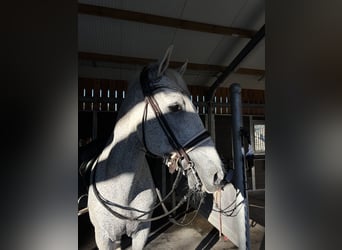 PRE, Stallion, 17 years, 16.2 hh, Gray