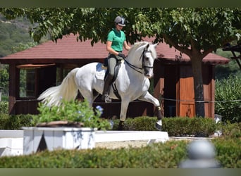 PRE Mix, Stallion, 17 years, 16,2 hh, Grey