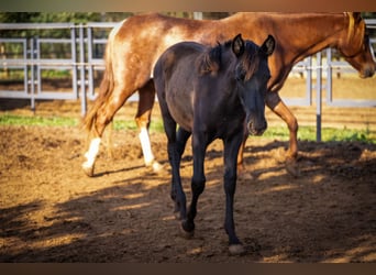 PRE, Stallion, 1 year, 12.2 hh, Black