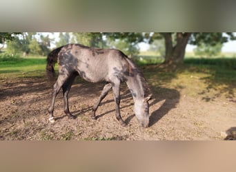PRE, Stallion, 1 year, 12.2 hh, Gray-Dark-Tan