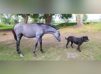 PRE, Stallion, 1 year, 12.2 hh, Gray-Dark-Tan