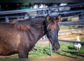 PRE, Stallion, 1 year, 12,2 hh, Black