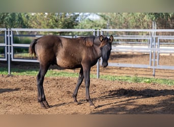 PRE, Stallion, 1 year, 12,2 hh, Black