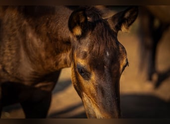 PRE, Stallion, 1 year, 12,2 hh, Black