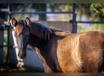 PRE, Stallion, 1 year, 12,2 hh, Black