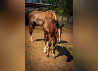 PRE Mix, Stallion, 1 year, 12,2 hh, Rabicano