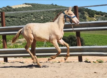PRE, Stallion, 1 year, 13.1 hh, Pearl