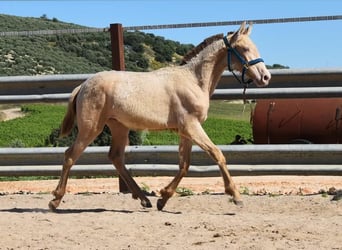 PRE, Stallion, 1 year, 13.1 hh, Pearl