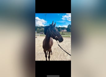 PRE Mix, Stallion, 1 year, 13.2 hh, Bay-Dark