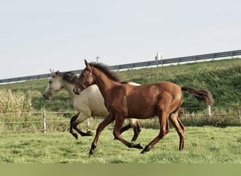 PRE, Stallion, 1 year, 13.2 hh, Chestnut