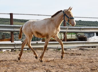 PRE, Stallion, 1 year, 13.2 hh, Pearl