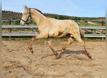 PRE, Stallion, 1 year, 13.2 hh, Pearl